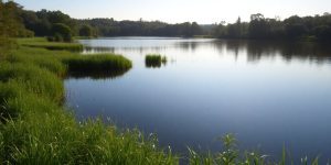 Calm lake in a tranquil green landscape for mental clarity.